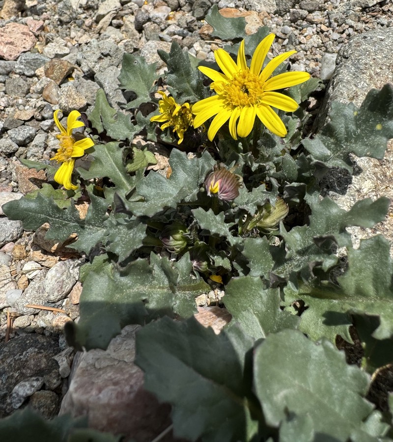 Senecio blitoides photo 2