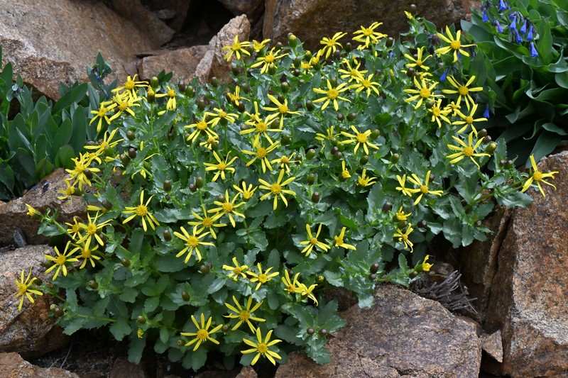 Senecio blitoides photo 3