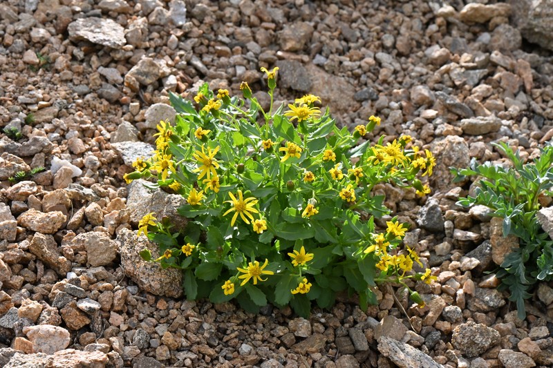 Senecio blitoides photo 4