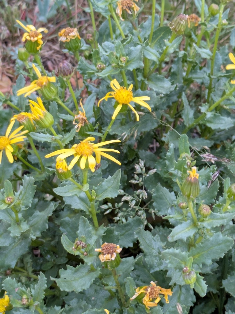 Senecio blitoides photo 5