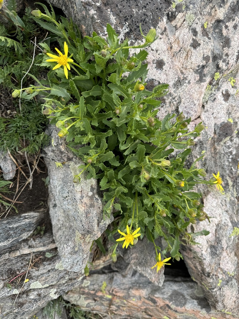 Senecio blitoides photo 6
