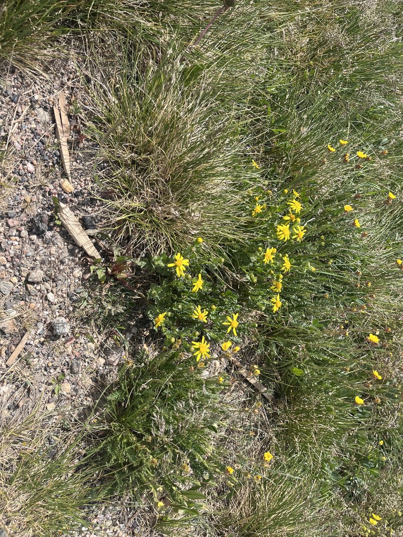 Senecio blitoides photo 7