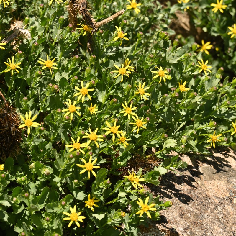Senecio blitoides photo 8