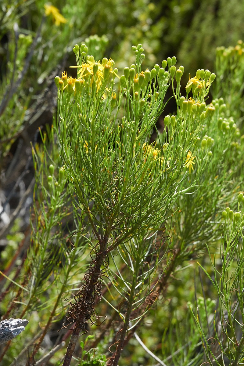 Dune Ragwort photo 2