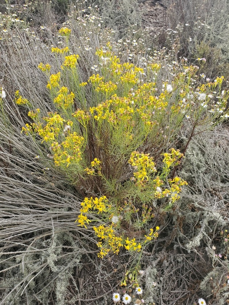 Dune Ragwort photo 3