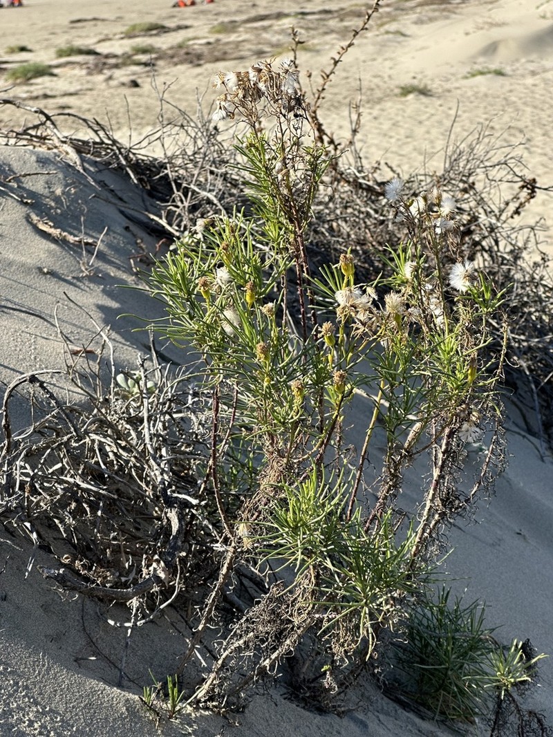 Dune Ragwort photo 5
