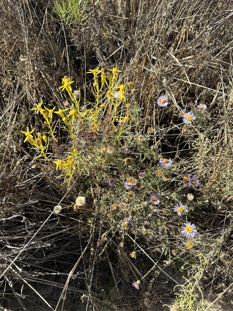Dune Ragwort photo 6