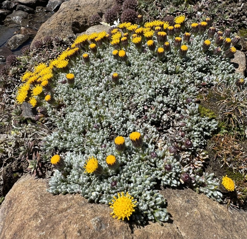 Senecio boelckei