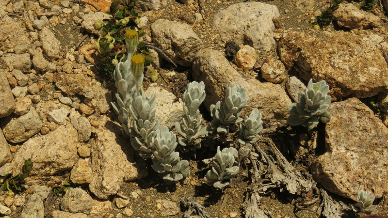Senecio boelckei photo 2