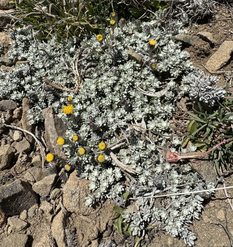 Senecio boelckei photo 3