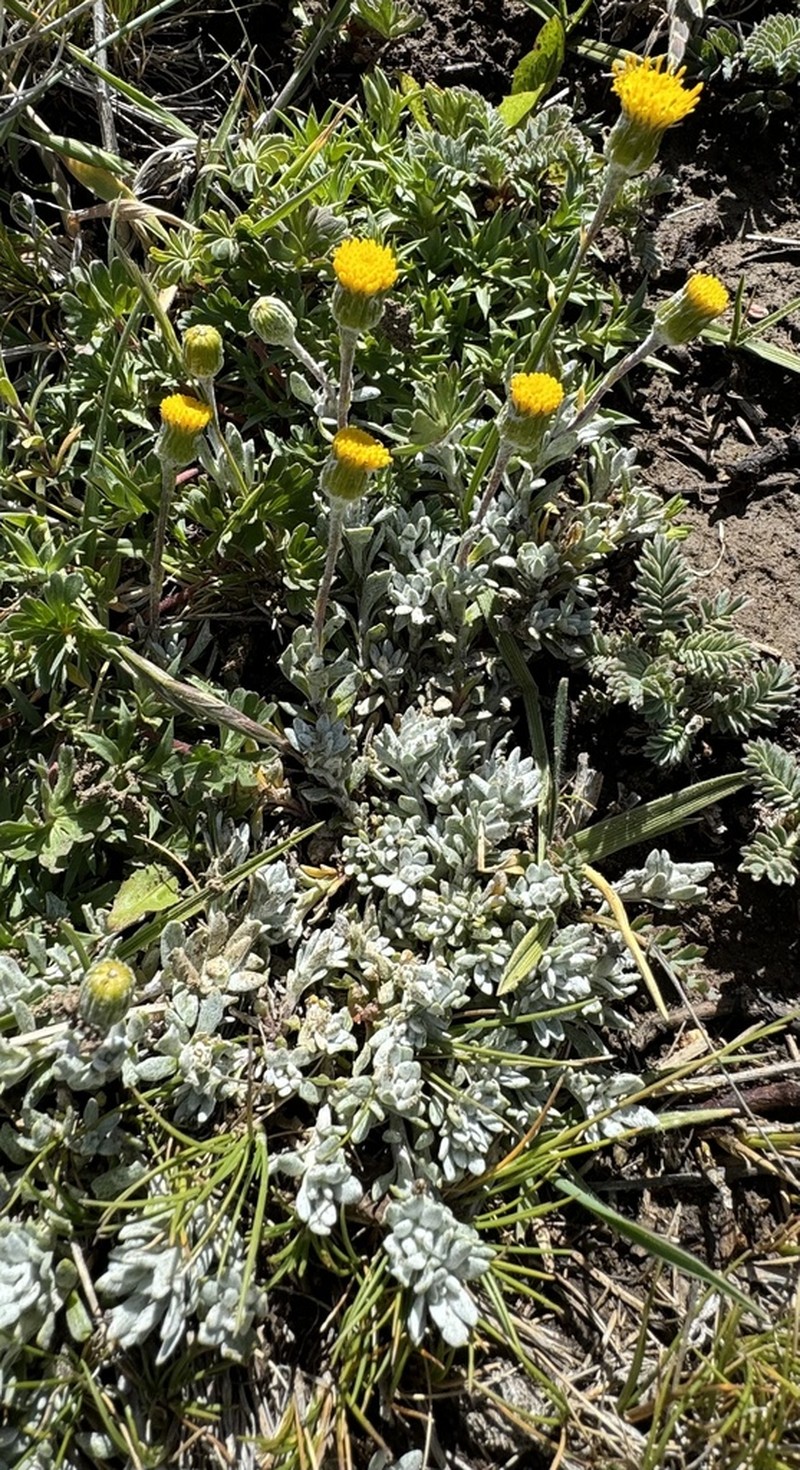 Senecio boelckei photo 4