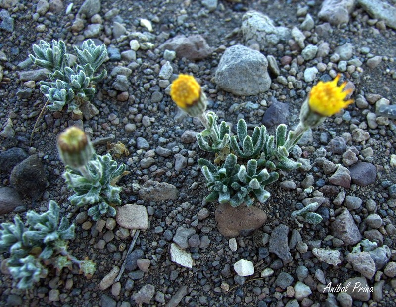 Senecio boelckei photo 5