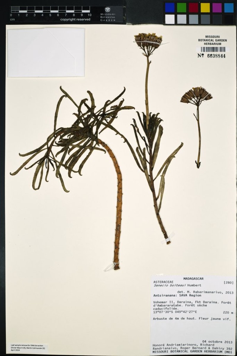 Senecio boiteaui