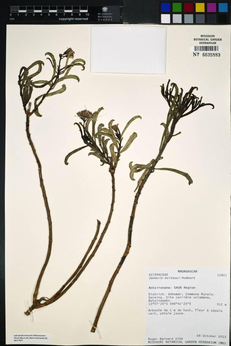 Senecio boiteaui photo 2