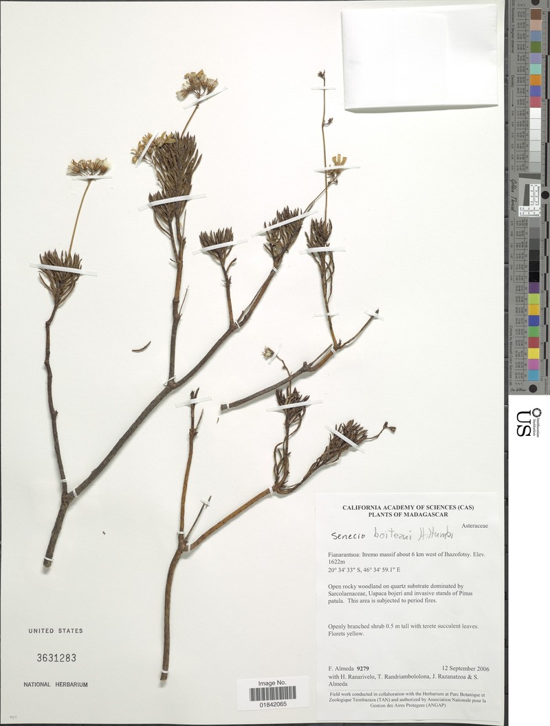 Senecio boiteaui photo 3