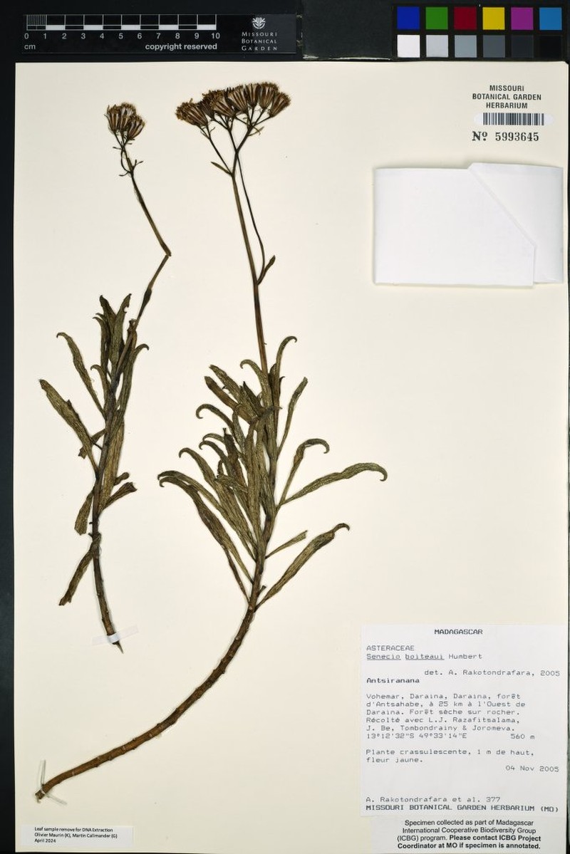 Senecio boiteaui photo 5