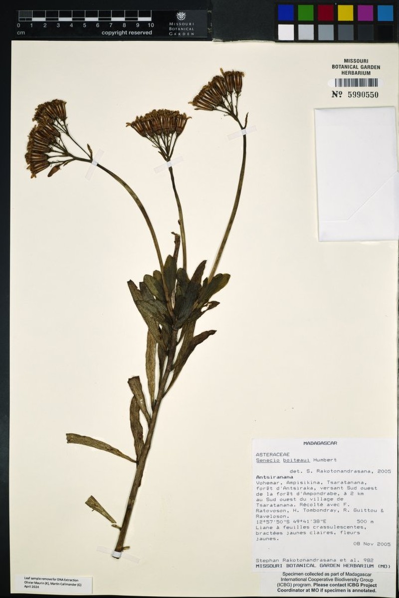 Senecio boiteaui photo 6