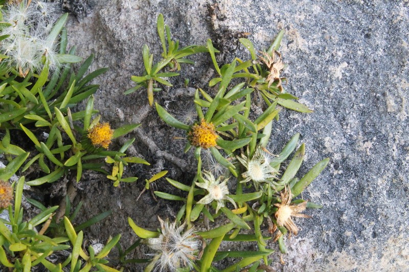 Senecio bolivarianus