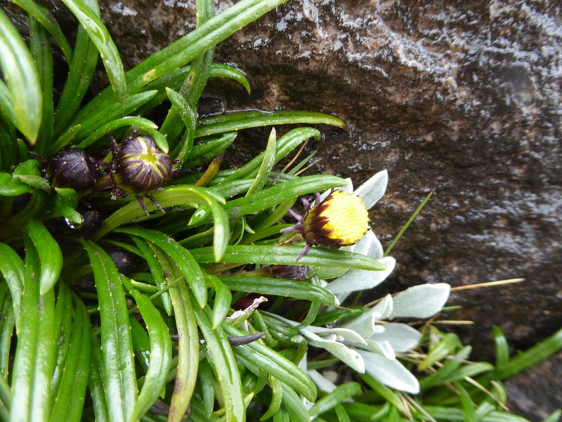Senecio bolivarianus photo 2