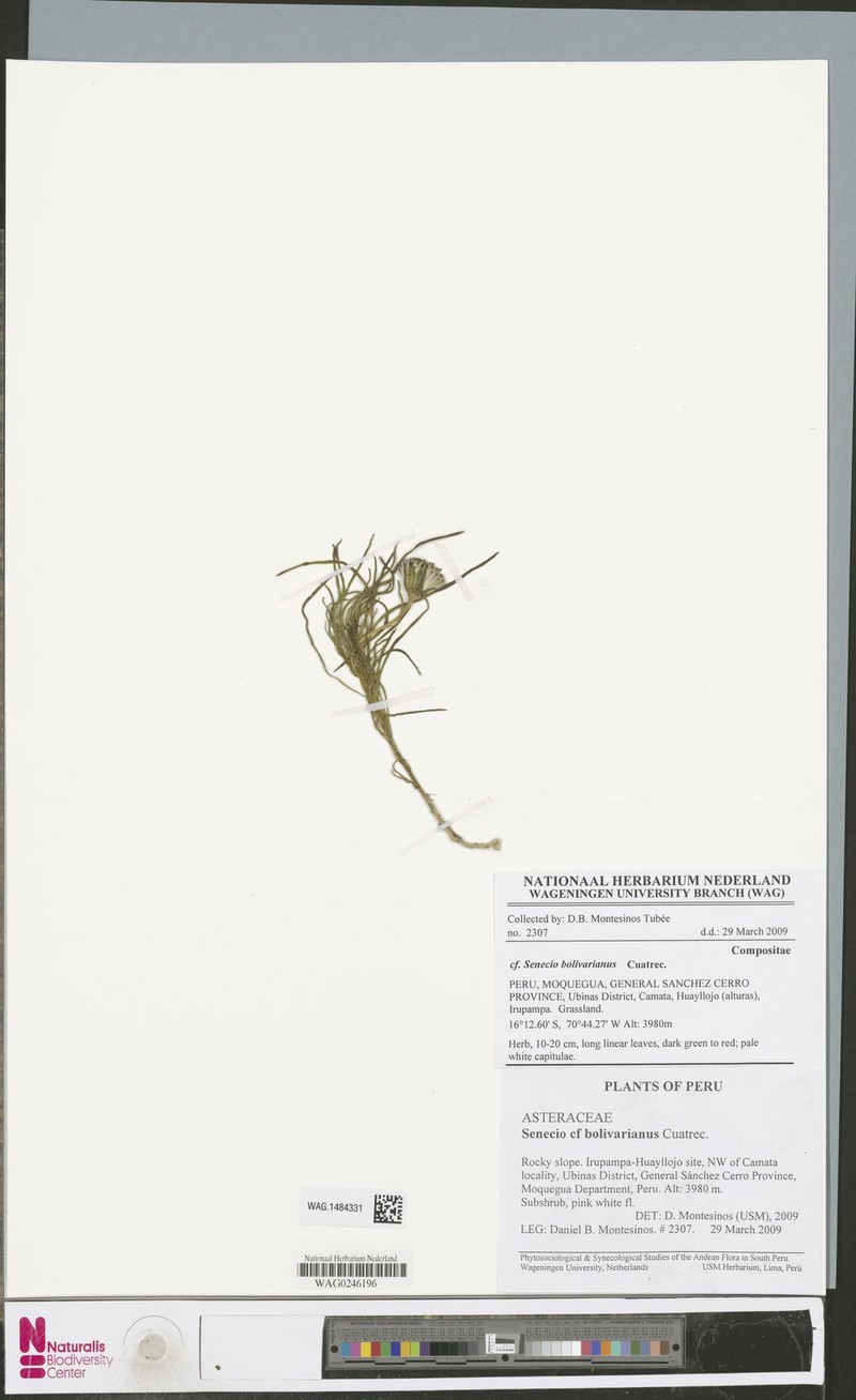 Senecio bolivarianus photo 4