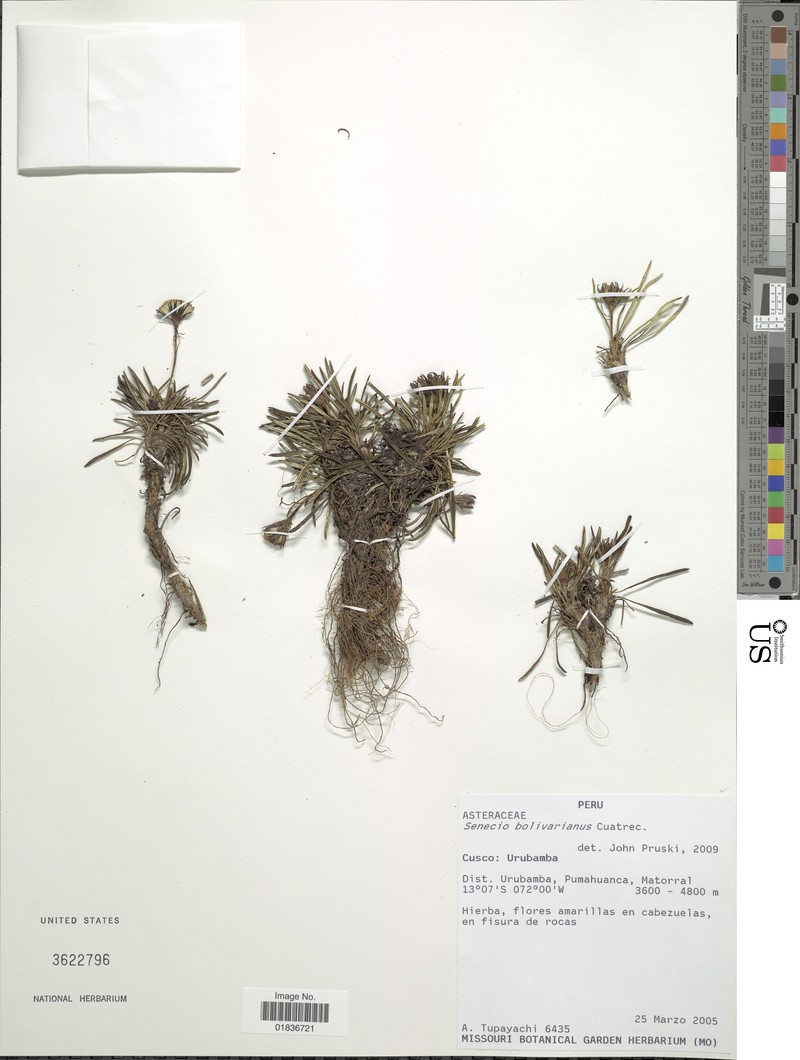 Senecio bolivarianus photo 6