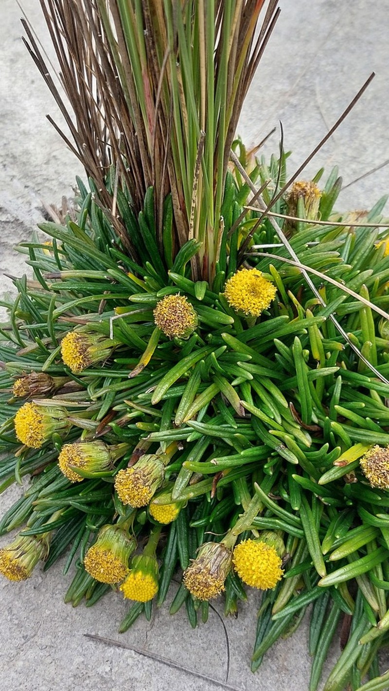 Senecio boliviensis