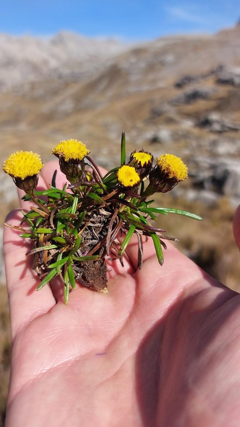 Senecio boliviensis photo 2