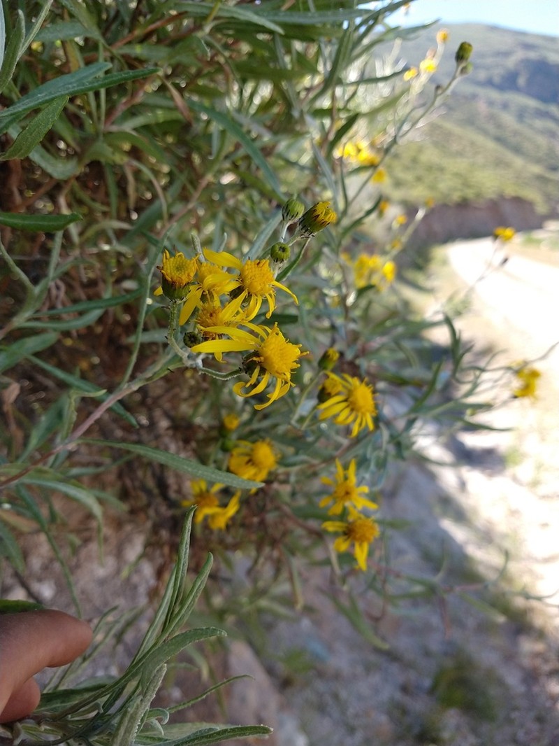 Senecio boliviensis photo 3