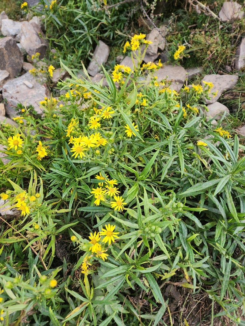 Senecio boliviensis photo 4