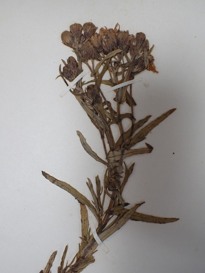 Senecio boliviensis photo 5