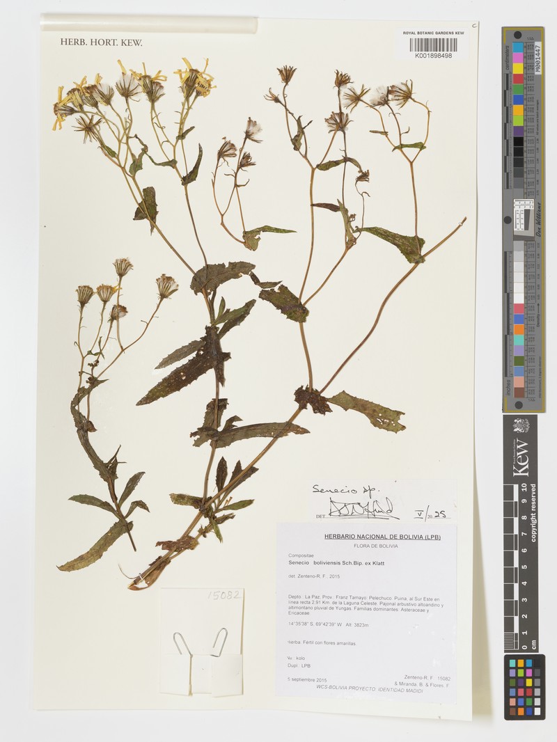 Senecio boliviensis photo 6
