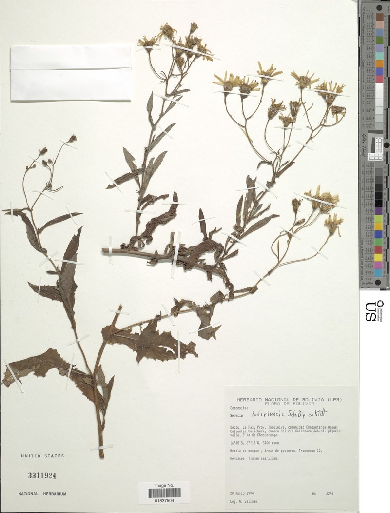 Senecio boliviensis photo 7
