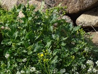 Senecio bollei