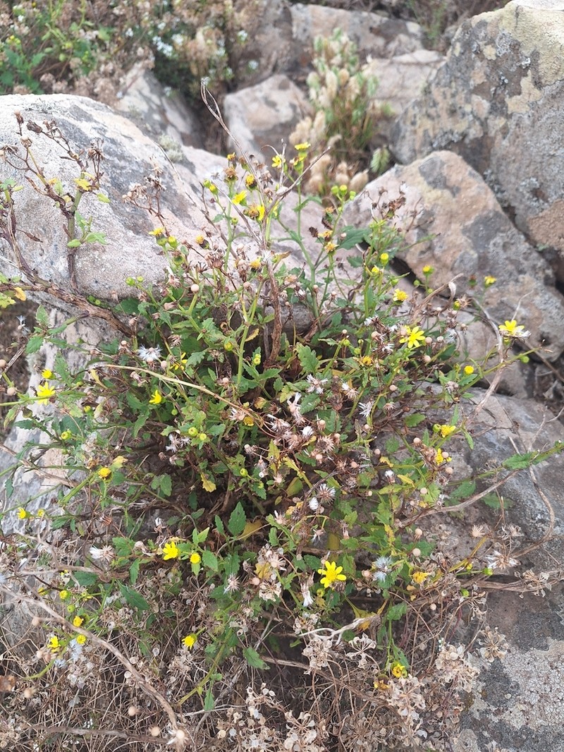 Senecio bollei photo 2