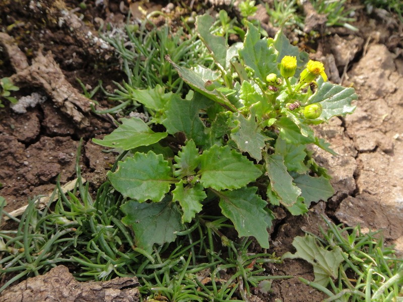 Senecio bollei photo 3