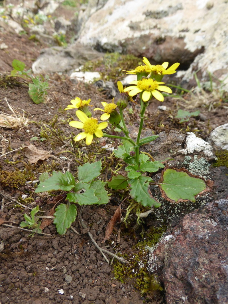 Senecio bollei photo 4
