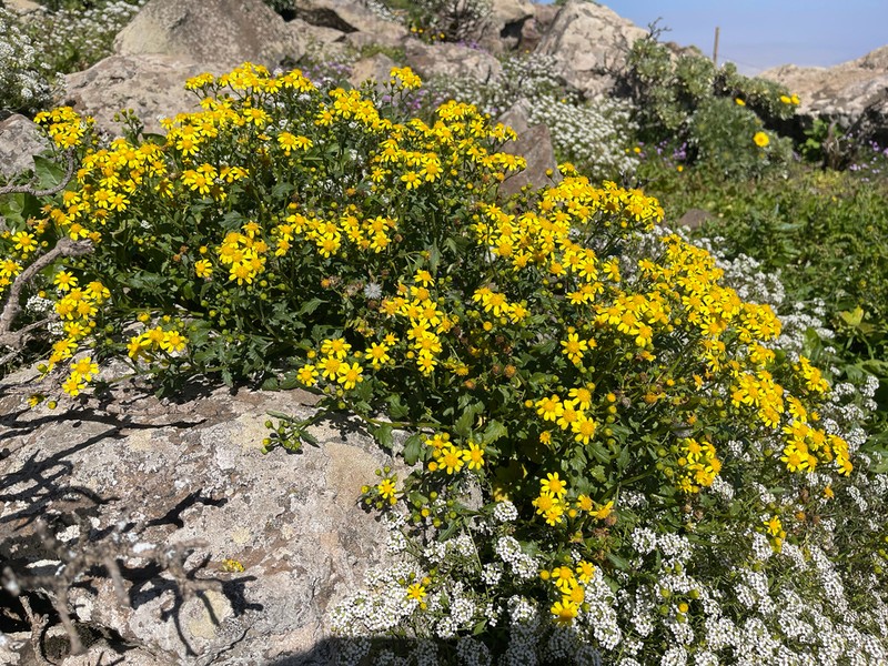 Senecio bollei photo 5