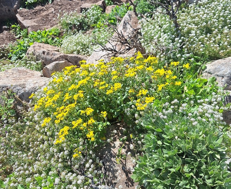 Senecio bollei photo 6