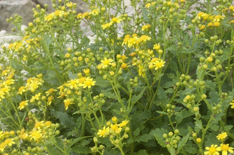 Senecio bollei photo 7