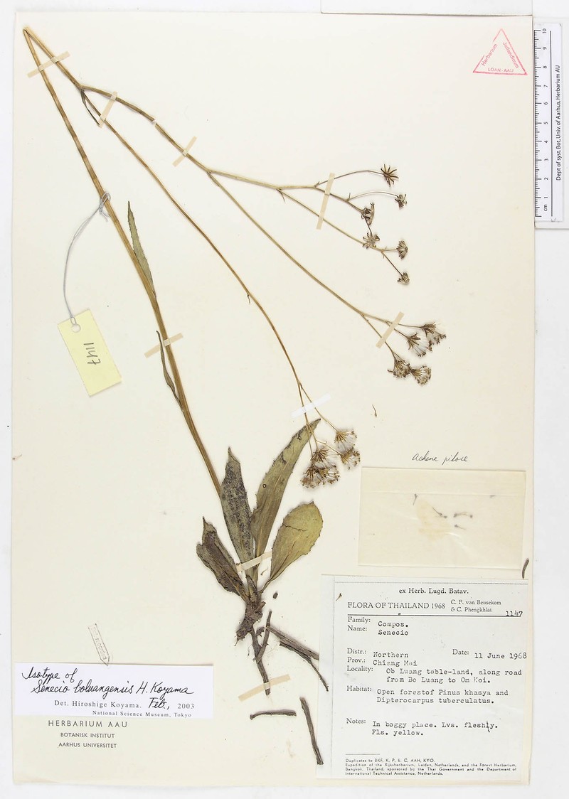 Senecio boluangensis