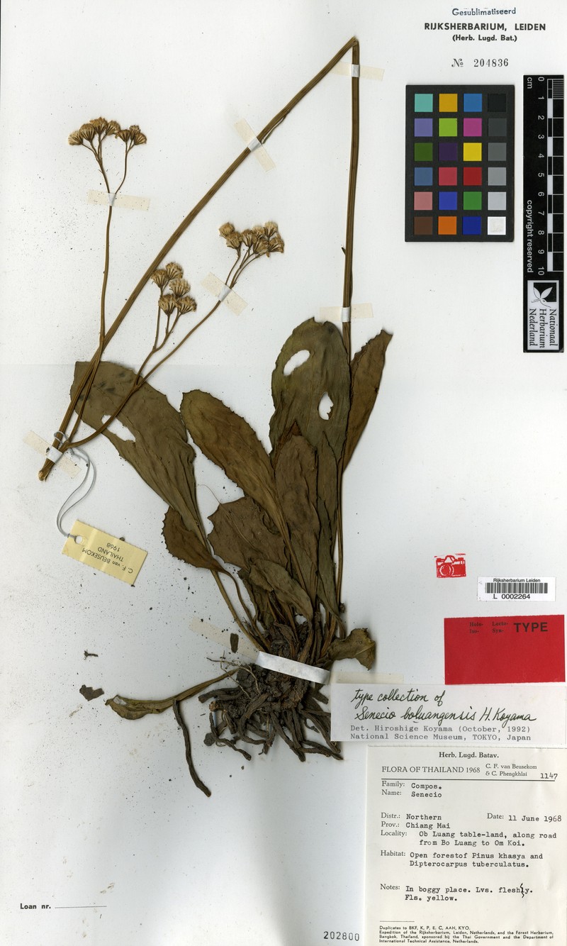 Senecio boluangensis photo 2