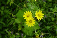 Senecio bombayensis
