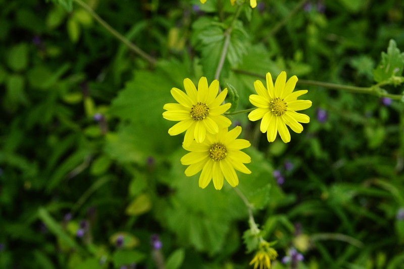 Senecio bombayensis