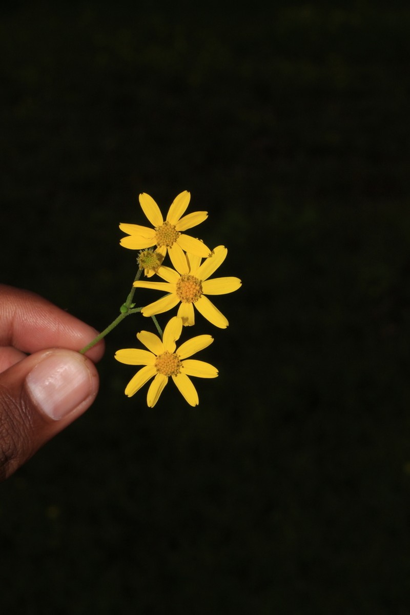 Senecio bombayensis photo 2