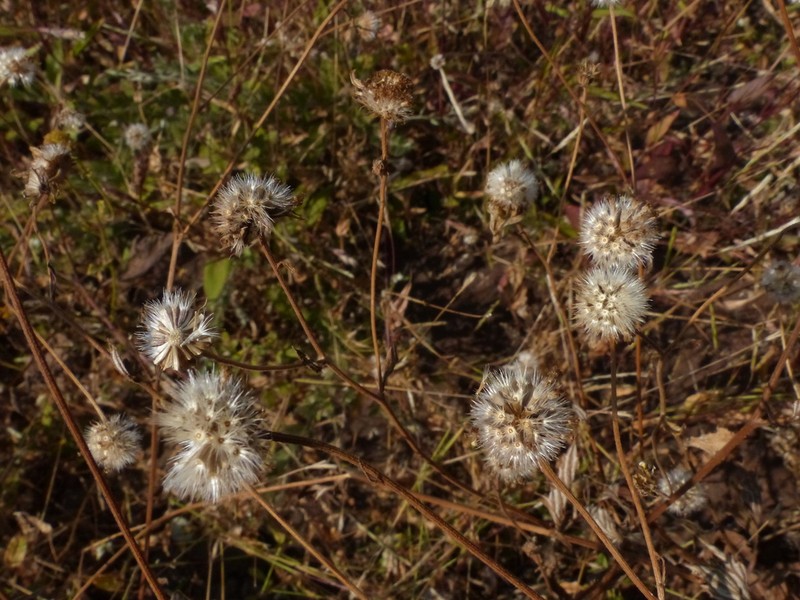 Senecio bombayensis photo 3