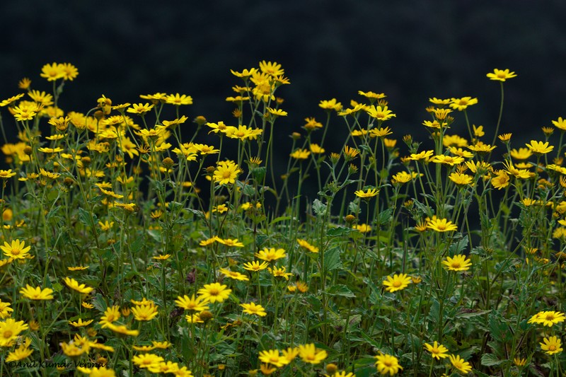 Senecio bombayensis photo 4