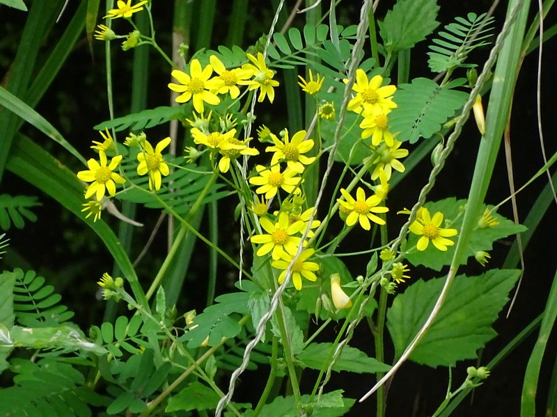 Senecio bombayensis photo 5