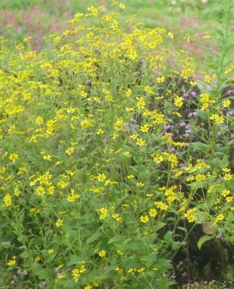 Senecio bombayensis photo 6