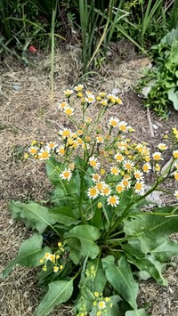 Senecio bonariensis