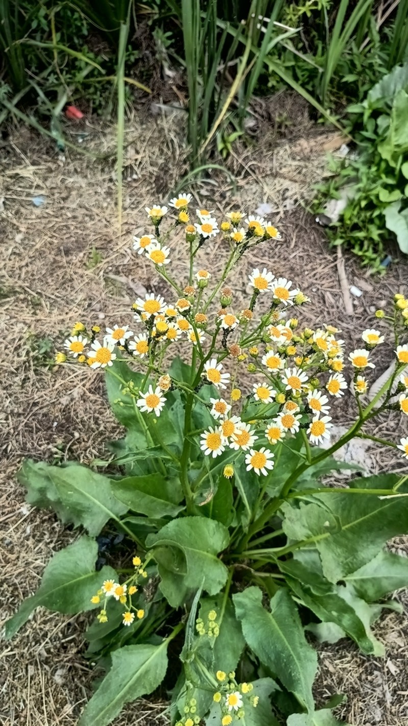 Senecio bonariensis
